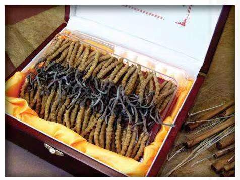 月湖冬虫夏草回收